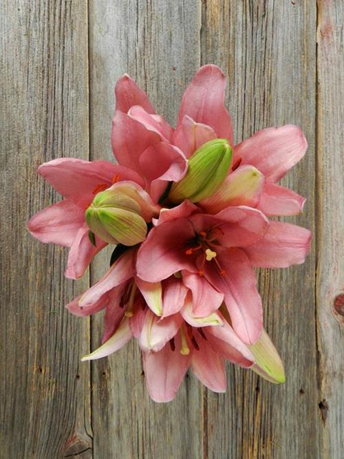 PINK L.A. HYBRID LILIES